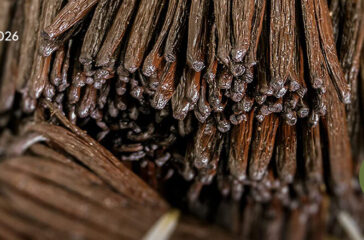 Vanilla Beans Supplier Indonesia(1)