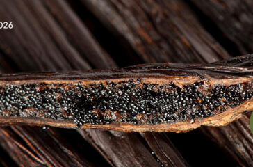 Wholesale Vanilla Beans Bulk Orders from Indonesia(1)