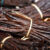 Vanilla Beans