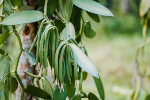 vanilla indonesia vanilla indonesia